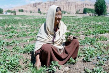 afghanistan-daryani trabajadora del campo